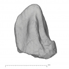 KNM-KP 29284A Australopithecus anamensis LRC lingual