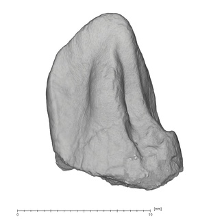 KNM-KP 29284A Australopithecus anamensis LRC lingual