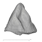 KNM-KP 29284A Australopithecus anamensis LRC mesial