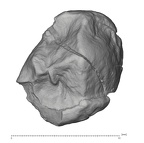 KNM-KP 29284B Australopithecus anamensis LRP3 occlusal