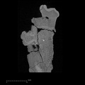 KNM-KP 29286Ai Australopithecus anamensis LRP3 ct slice