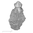 KNM-KP 29286Ai Australopithecus anamensis LRP3 lateral