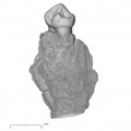 KNM-KP 29286Ai Australopithecus anamensis LRP3 medial