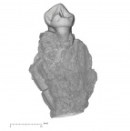 KNM-KP 29286Ai Australopithecus anamensis LRP3 medial