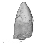 KNM-KP 29286Aiii Australopithecus anamensis LRC distal