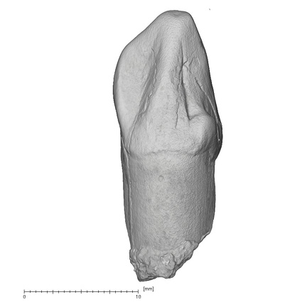 KNM-KP 29286Aiii Australopithecus anamensis LRC lingual