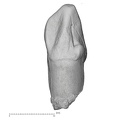 KNM-KP 29286Aiii Australopithecus anamensis LRC lingual