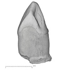 KNM-KP 29286Aiii Australopithecus anamensis LRC mesial