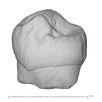 KNM-KP 29286B Australopithecus anamensis LRP4 lingual