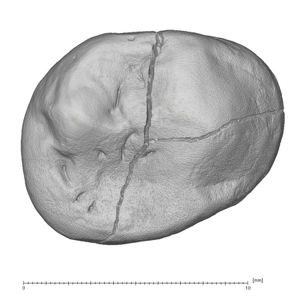 KNM-KP 29286B Australopithecus anamensis LRP4 occlusal