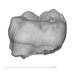 KNM-KP 29286C Australopithecus anamensis LRM1 buccal