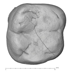 KNM-KP 29286C Australopithecus anamensis LRM1 occlusal