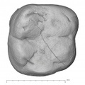 KNM-KP 29286C Australopithecus anamensis LRM1 occlusal