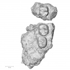 KNM-KP 29286 Australopithecus anamensis partial mandible superior