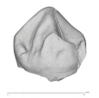 KNM-KP 29287E Australopithecus anamensis LRP3 lingual