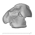KNM-KP_29287E_Australopithecus_anamensis_LRP3_occlusal.jpg