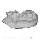 KNM-KP 29287F Australopithecus anamensis LRM3 buccal