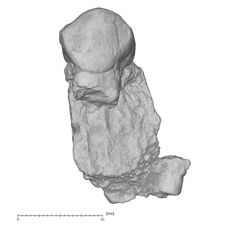 KNM-KP 30498C Australopithecus anamensis URP3 buccal