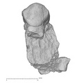 KNM-KP 30498C Australopithecus anamensis URP3 buccal