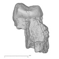 KNM-KP 30498C Australopithecus anamensis URP3 distal