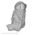 KNM-KP 30498C Australopithecus anamensis URP3 lingual