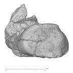 KNM-KP 30498C Australopithecus anamensis URP3 occlusal