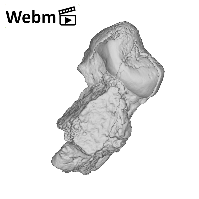 KNM-KP 30498C Australopithecus anamensis URP3 ply movie