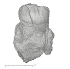 KNM-KP 30498D Australopithecus anamensis ULM3 buccal