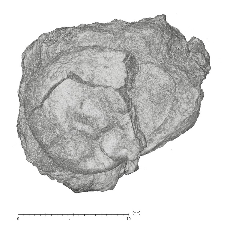 KNM-KP 30498D Australopithecus anamensis ULM3 occlusal