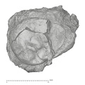 KNM-KP 30498D Australopithecus anamensis ULM3 occlusal
