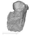 KNM-KP 30498E Australopithecus anamensis URM3 buccal