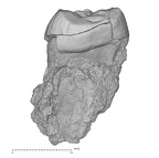 KNM-KP 30498E Australopithecus anamensis URM3 mesial