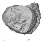 KNM-KP 30498E Australopithecus anamensis URM3 occlusal