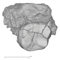 KNM-KP 30498F Australopithecus anamensis partial left maxilla inferior