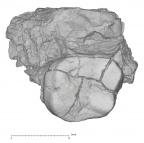 KNM-KP 30498F Australopithecus anamensis partial left maxilla inferior
