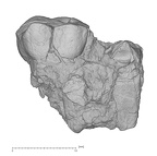 KNM-KP 30498F Australopithecus anamensis partial left maxilla lateral