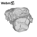 KNM-KP 30498F Australopithecus anamensis partial left maxilla ply movie