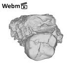 KNM-KP 30498F Australopithecus anamensis partial left maxilla ply movie