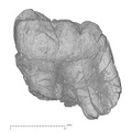 KNM-KP 30500B Australopithecus anamensis LLM3 buccal