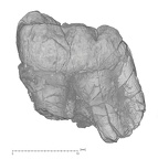 KNM-KP 30500B Australopithecus anamensis LLM3 buccal