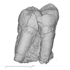 KNM-KP 30500D Australopithecus anamensis LRM2 buccal