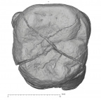 KNM-KP 30500D Australopithecus anamensis LRM2 occlusal