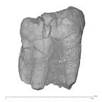 KNM-KP 30500E Australopithecus anamensis LRM3 buccal