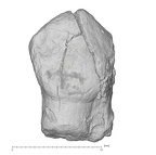 KNM-KP 30500F Australopithecus anamensis LLP3 buccal