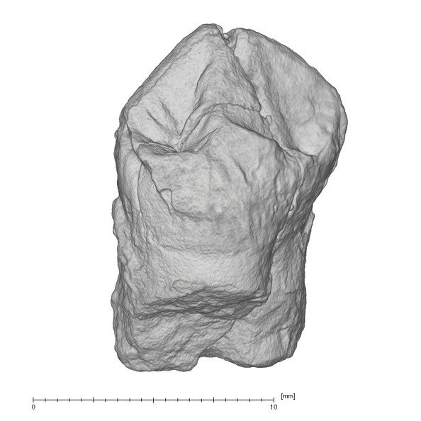 KNM-KP 30500F Australopithecus anamensis LLP3 lingual