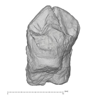 KNM-KP 30500F Australopithecus anamensis LLP3 lingual
