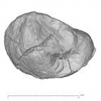 KNM-KP 30500F Australopithecus anamensis LLP3 occlusal