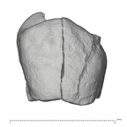KNM-KP 30500G Australopithecus anamensis LLP4 buccal