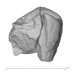 KNM-KP 30500G Australopithecus anamensis LLP4 lingual
