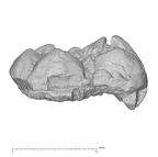 KNM-KP 30502D Australopithecus anamensis LRM3 buccal